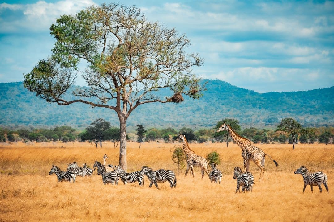 Peace Trails Safari - About Us