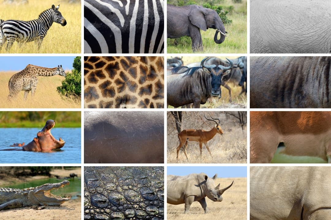 Peace Trails Safari Experience