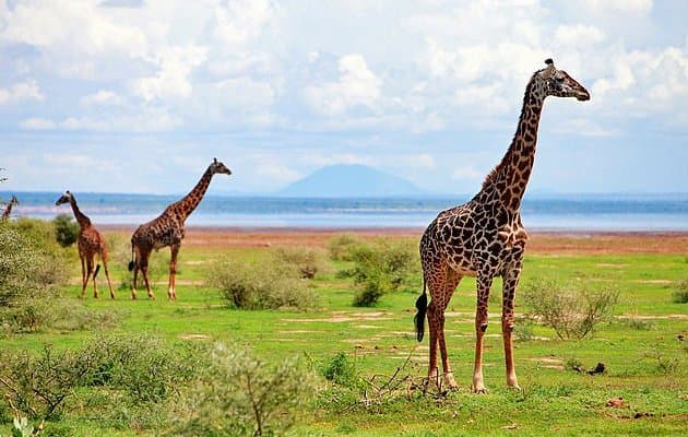 Lake Manyara National Park 1