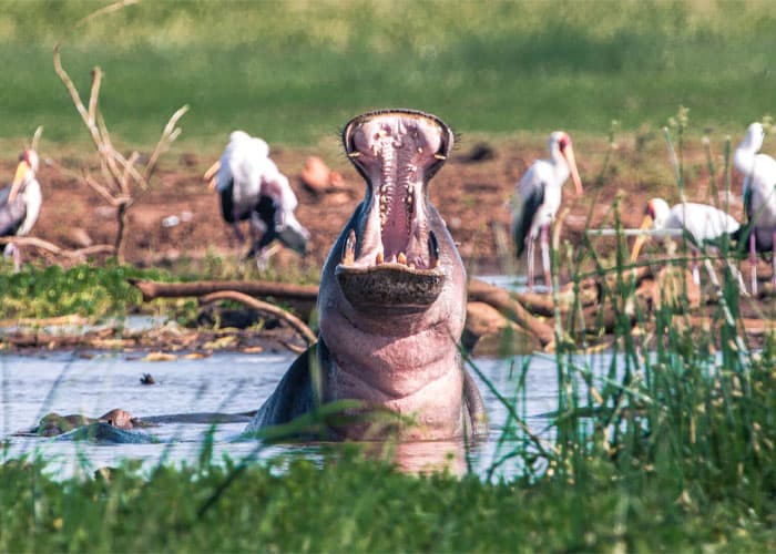 Lake Manyara National Park 3