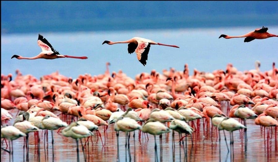 Lake Manyara National Park
