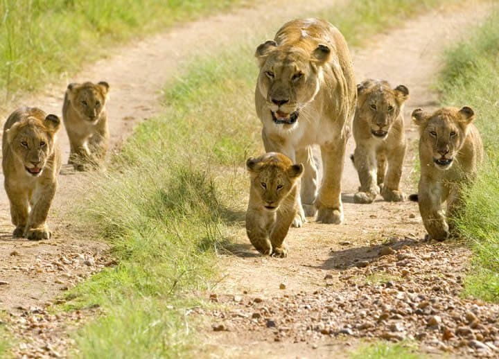 Mikumi National Park 2