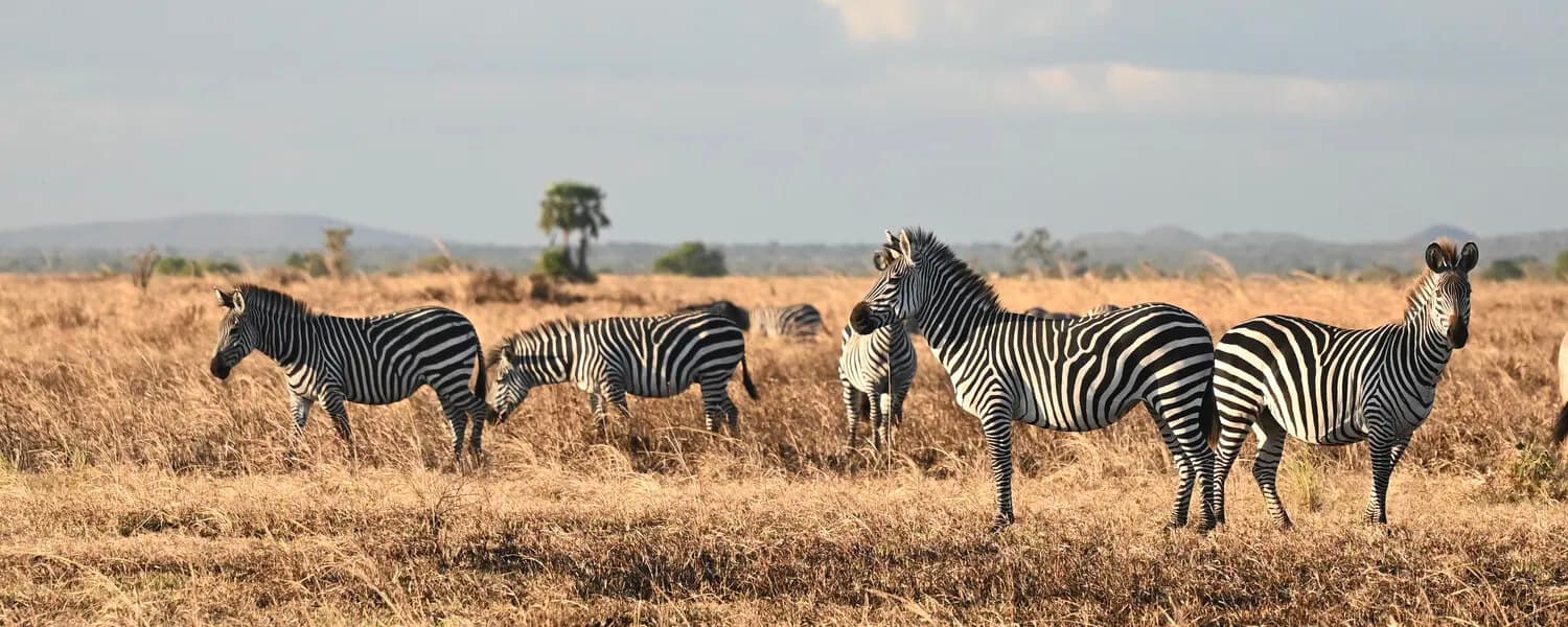 Mikumi National Park