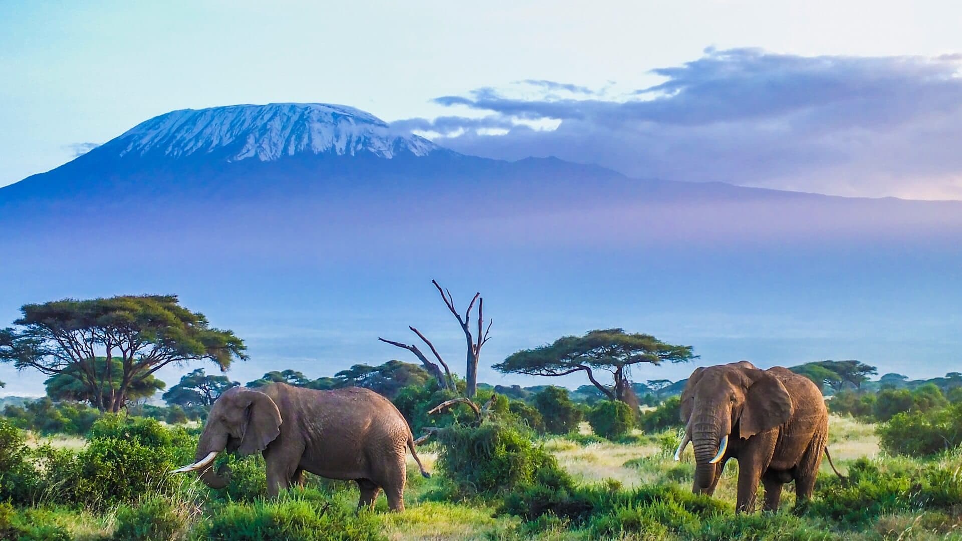 Mount Kilimanjaro National Park 1