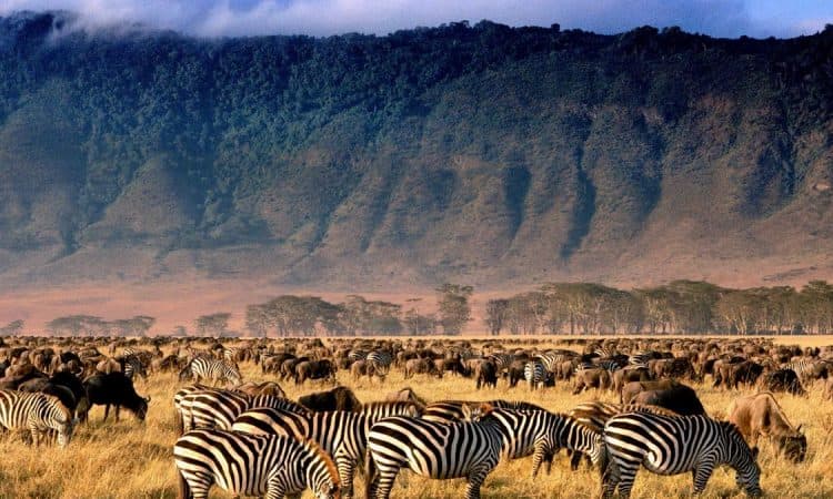 Ngorongoro Crater 1