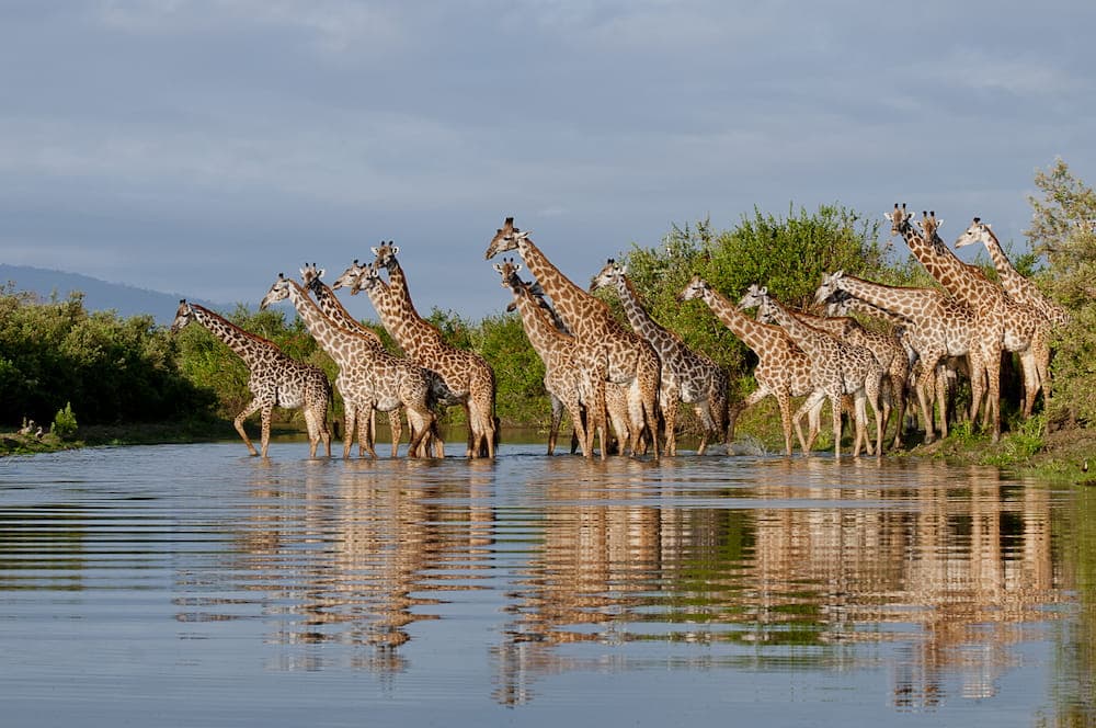 Nyerere National Park 1