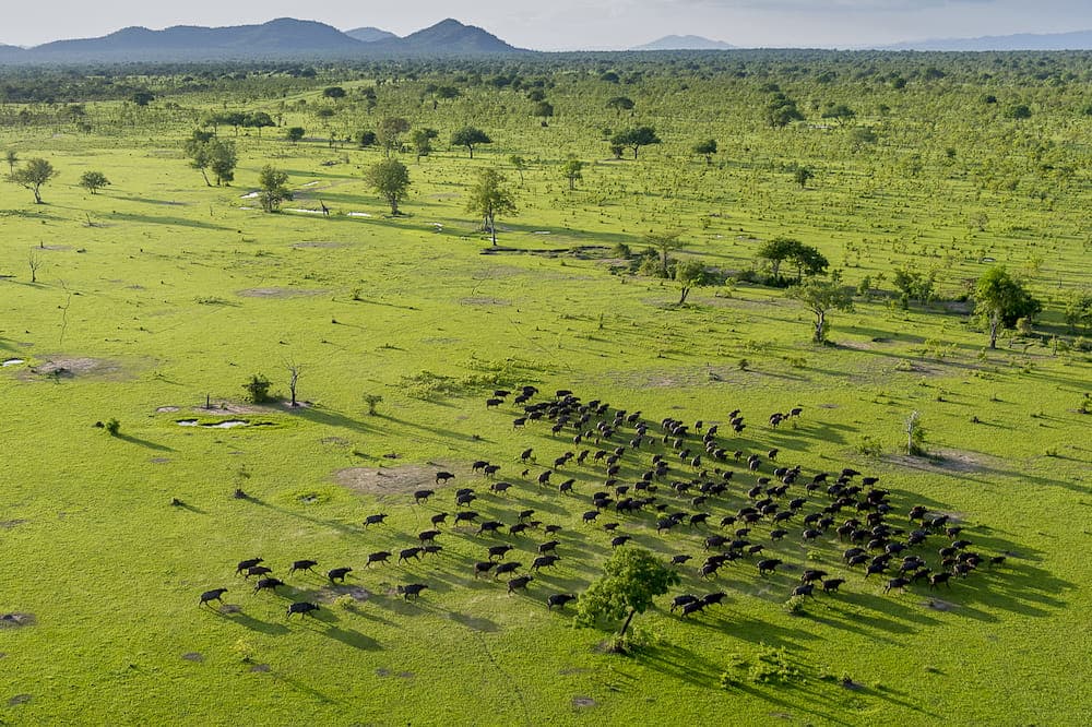 Nyerere National Park 2