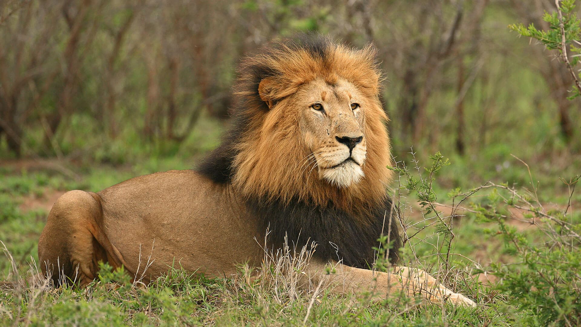 Ruaha National Park 1