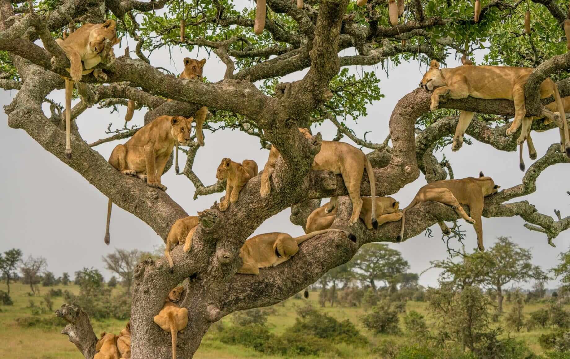 Serengeti National Park 3