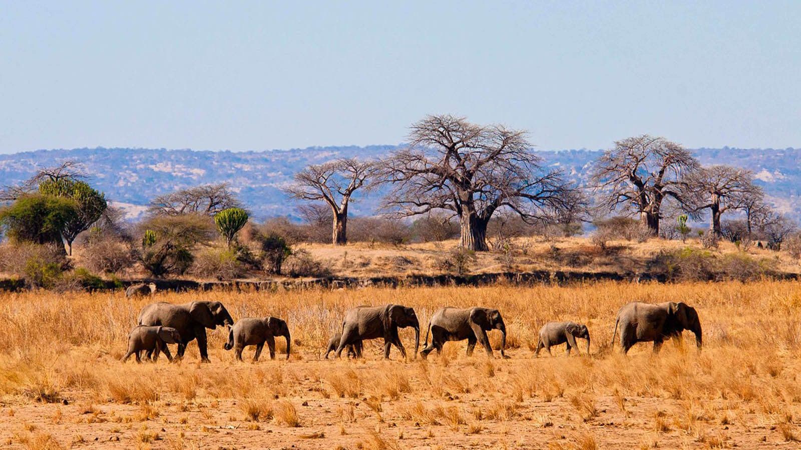 Tarangire National Park 3