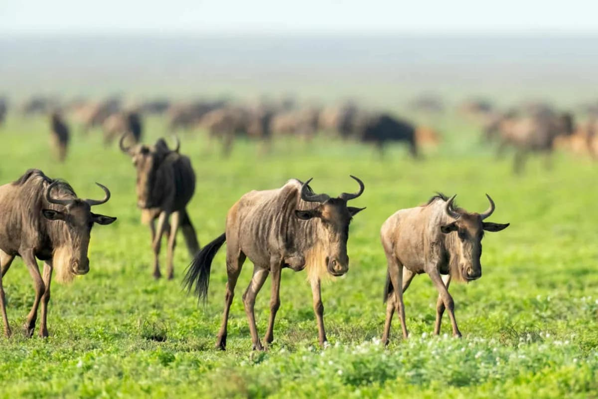 Tanzania's Exquisite 7-Day Safari