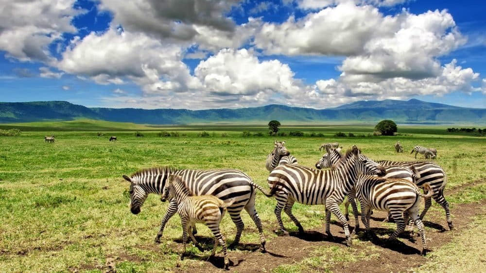 Tanzania's Exquisite 7-Day Safari