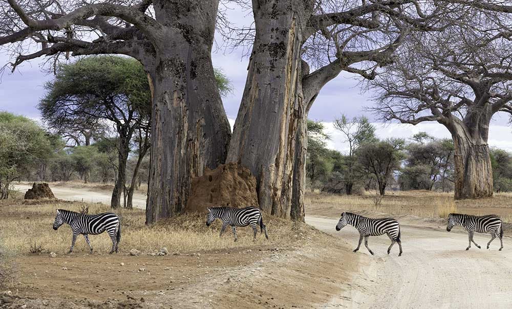 Tanzania Luxury 5-Day Safari - Image 2