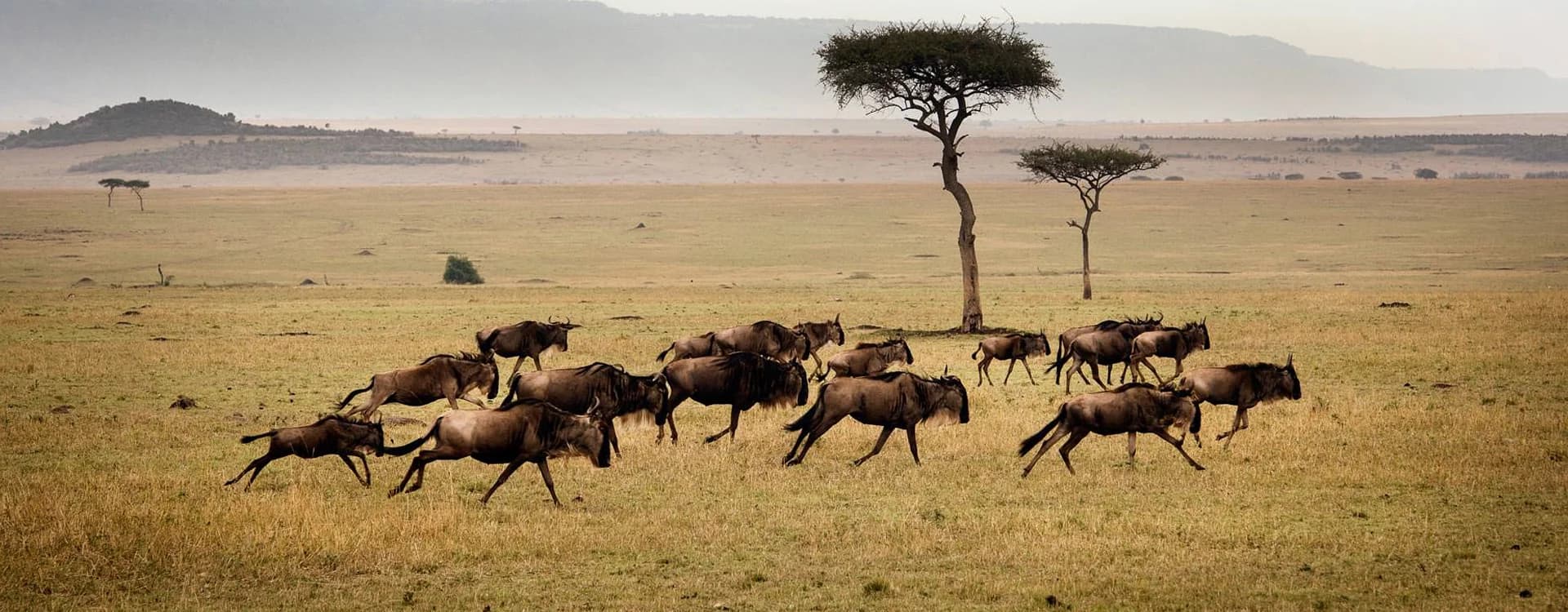 Tanzania Luxury 5-Day Safari
