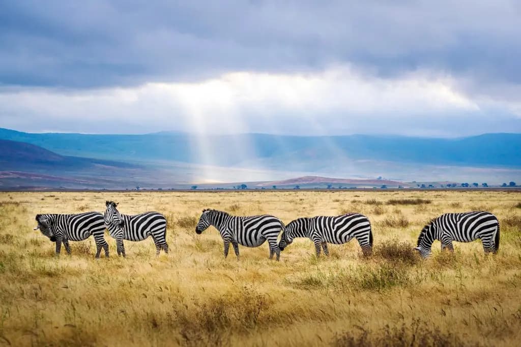 6-Day Midrange Tanzania Safari
