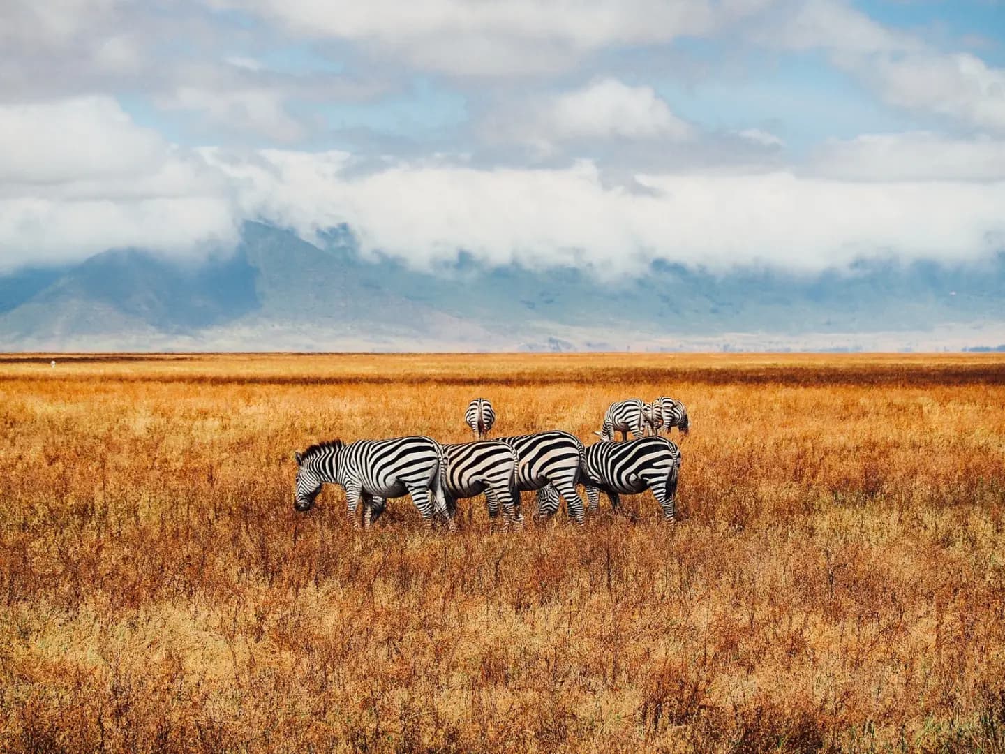6-Day Midrange Tanzania Safari - Image 3