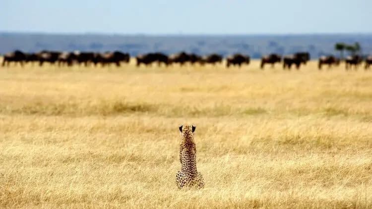 6-Day Midrange Tanzania Safari - Image 4