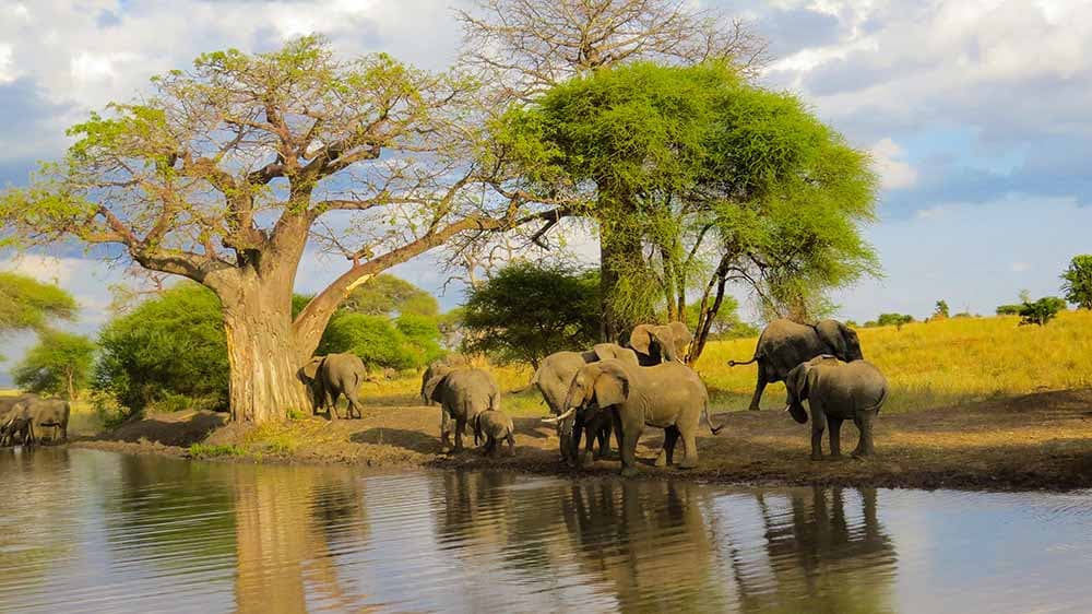 Tarangire National Park Daytrip