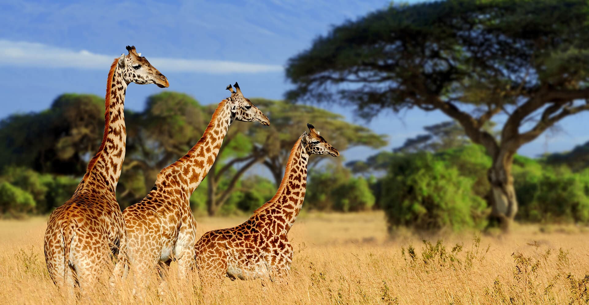 Tarangire National Park Daytrip - Image 3