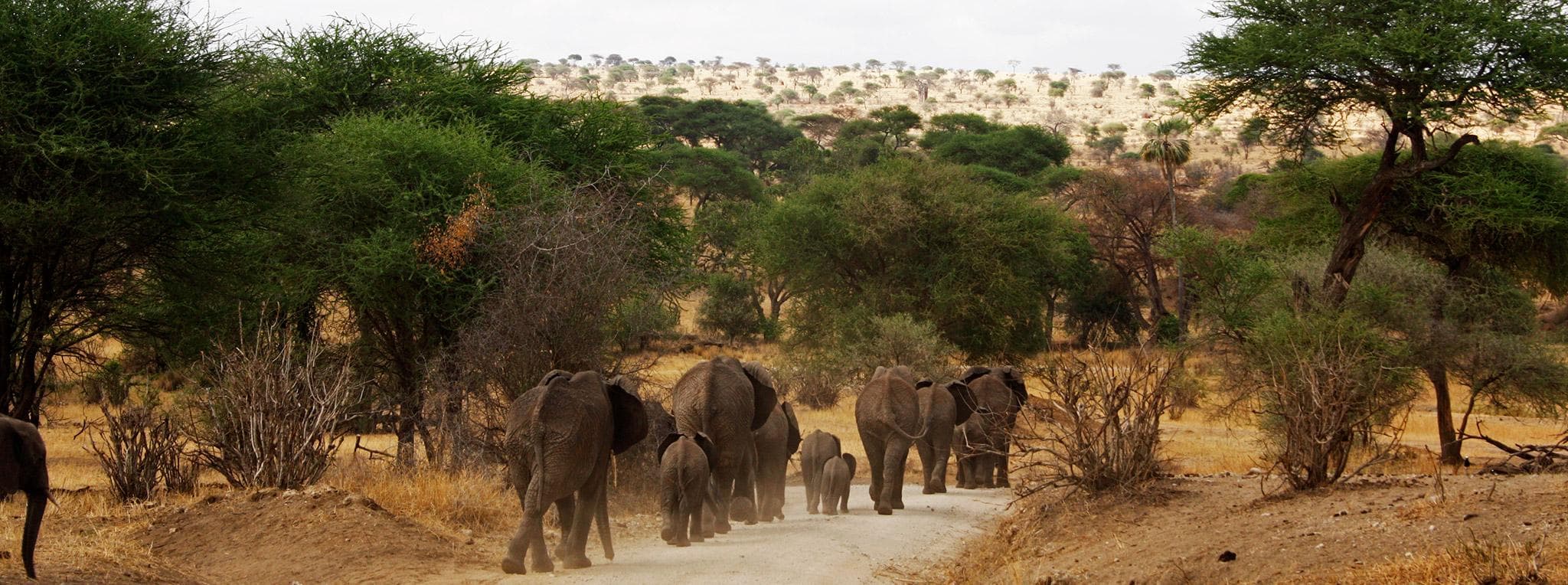 Tarangire National Park Daytrip
