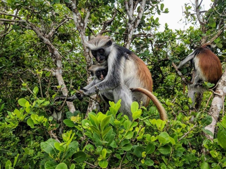 6-Day Zanzibar Beach Tour - Image 3